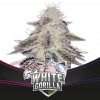 White Gorilla 7 Semillas Bsf Seeds - BSF Seeds
