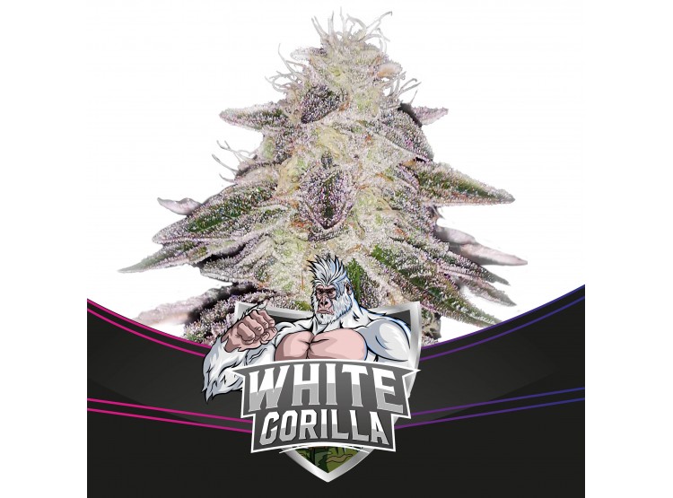 White Gorilla 12 Semillas Bsf Seeds - BSF Seeds