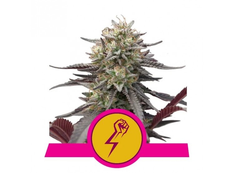 Green Crack Punch 1 Semillas RQS - Royal Queen Seeds