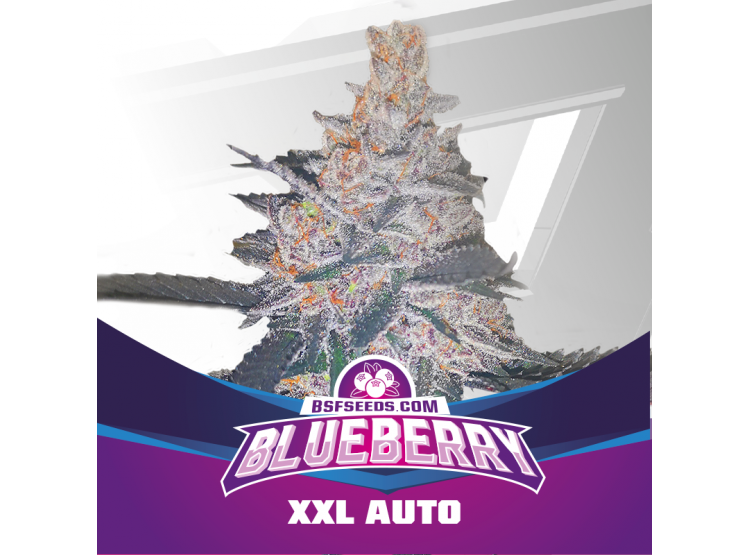 Blueberry XXL Auto 7 Semillas Bsf Seeds - BSF Seeds