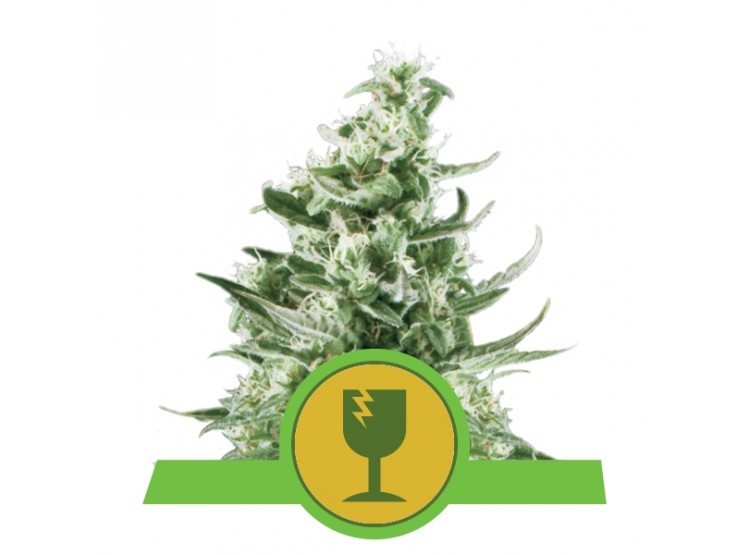 Royal Critical Automatic 1 Semillas RQS - Royal Queen Seeds