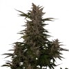 Royal Critical Automatic 1 Semillas RQS - Royal Queen Seeds
