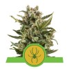 White Widow Automatic 1 Semillas RQS - Royal Queen Seeds