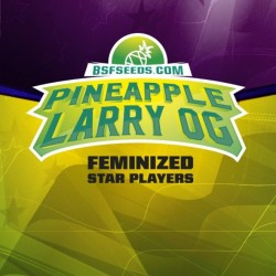 Star Player Pineapple Larry Og 2 Semillas Bsf Seeds