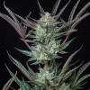 Purple Punch Auto 1 Semilla RQS - Royal Queen Seeds