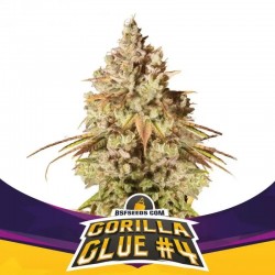 Gorilla Glue N4 2 Semillas Bsf Seeds