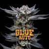 Gorilla Glue Auto GK 2 Semillas Bsf Seeds - BSF Seeds