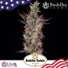 Gelato Feminizada 3 Semillas Buddha USA Collection - Buddha seeds