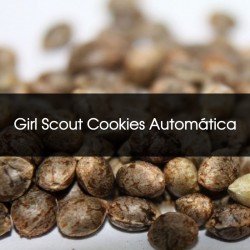 Girl Scout Cookies Automatica A Granel