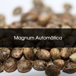 Magnum Automática A Granel