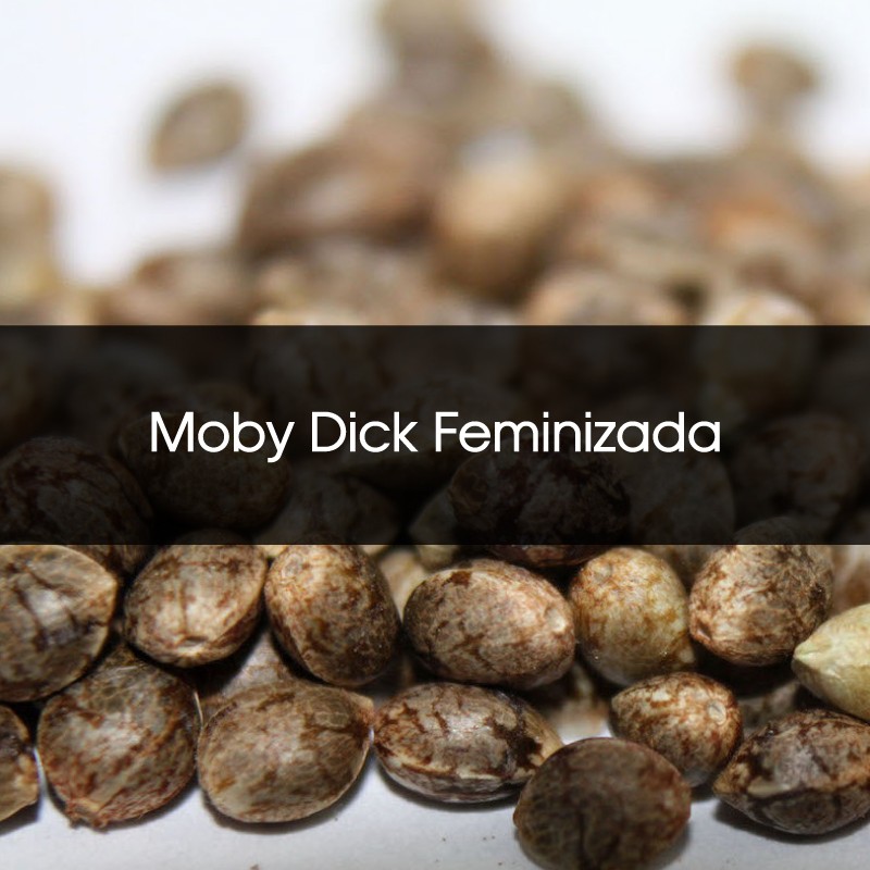 Moby Dick Feminizada A Granel - Semillas a Granel Chile