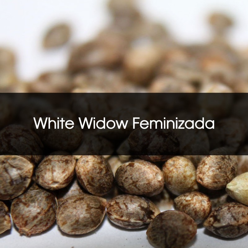 White Widow Feminizada A Granel - Semillas a Granel Chile
