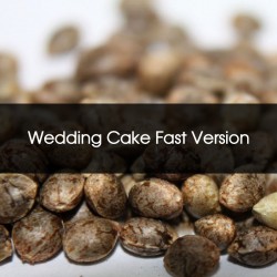 Wedding Cake Fast Version Feminizada A Granel