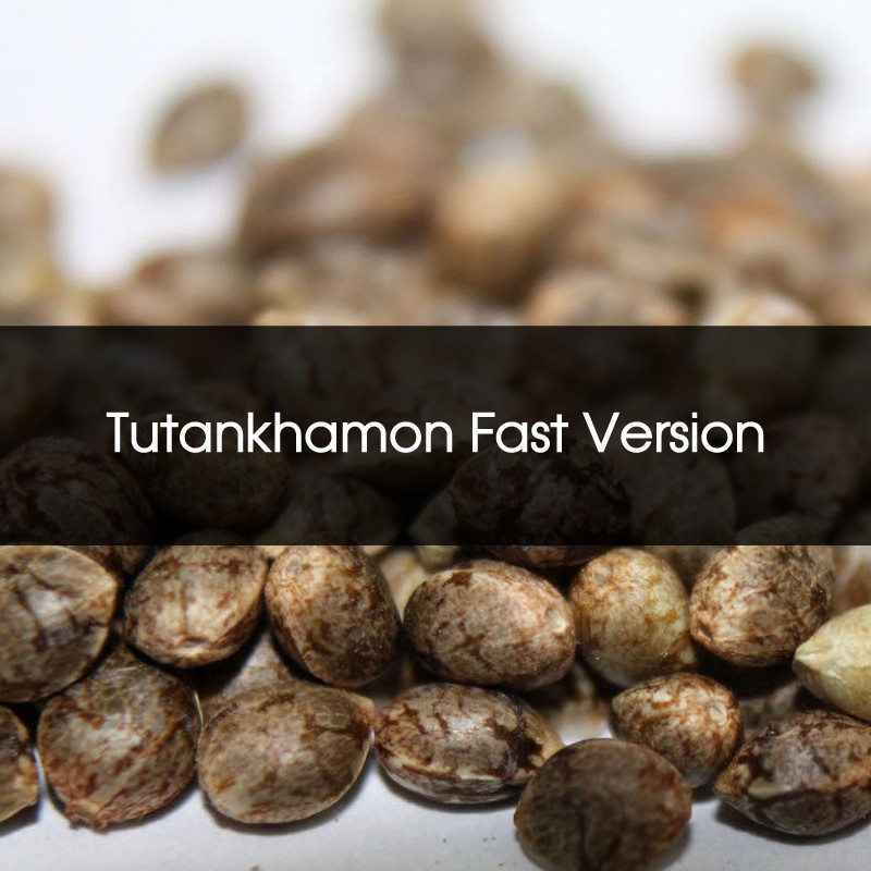 Tutankhamon Fast Version Feminizada a Granel - Semillas a Granel Chile