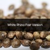 Pack 100 White Rhino Fast Version Feminizada A Granel - Semillas a Granel Chile
