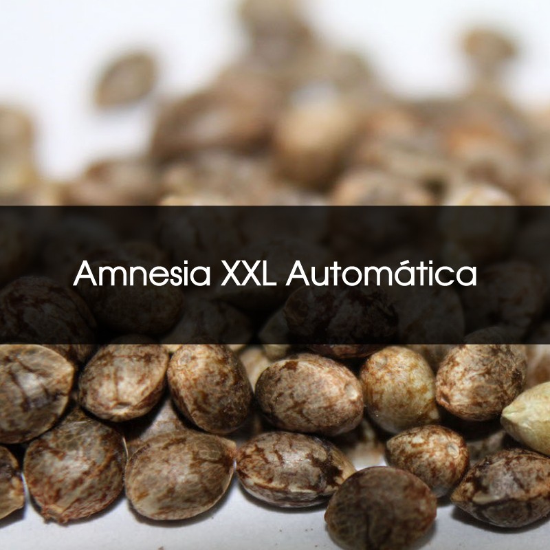 Pack 100 Amnesia Xxl Automatica A Granel - Semillas a Granel Chile