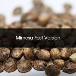 Pack 100 Mimosa Fast Version Feminizada A Granel