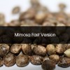 Pack 100 Mimosa Fast Version Feminizada A Granel - Semillas a Granel Chile