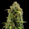 Diesel Automatic 3 Semilla RQS - Royal Queen Seeds