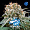 Choco Cream 2 Semillas Bsf Seeds - BSF Seeds