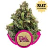 Candy Kush Express (Fast Flowering) 1 Semilla RQS - Royal Queen Seeds