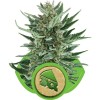 Royal Cheese Automatic 1 Semilla RQS - Royal Queen Seeds