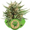 Sweet Skunk Automatic 1 Semilla RQS - Royal Queen Seeds
