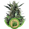 Blue Cheese Automatic 1 Semilla RQS - Royal Queen Seeds