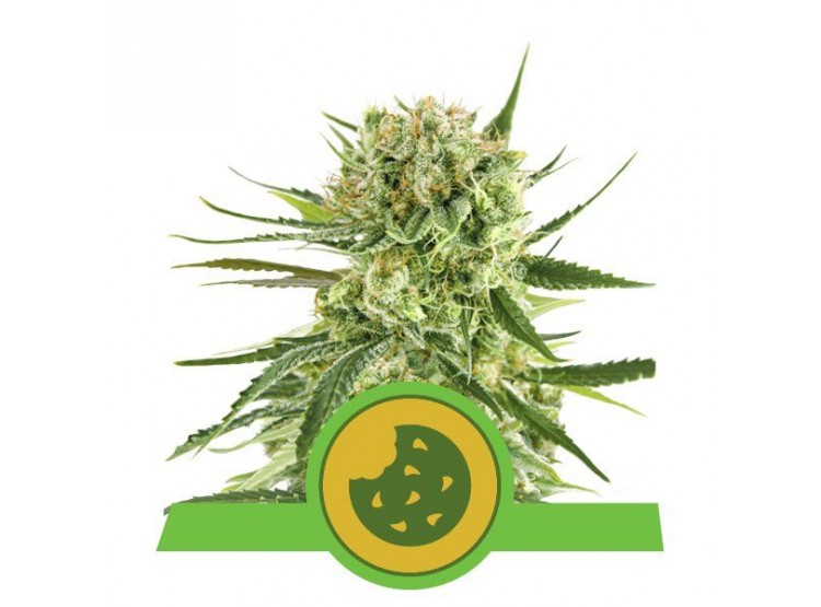 Royal Cookies Automatic 1 Semilla RQS - Royal Queen Seeds