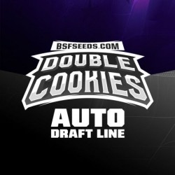 Double Cookies Auto 4 Semillas BSF Seeds