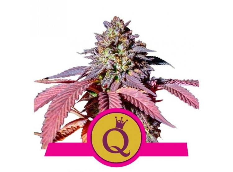 Purple Queen 1 Semilla RQS - Royal Queen Seeds