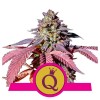 Purple Queen 1 Semilla RQS - Royal Queen Seeds